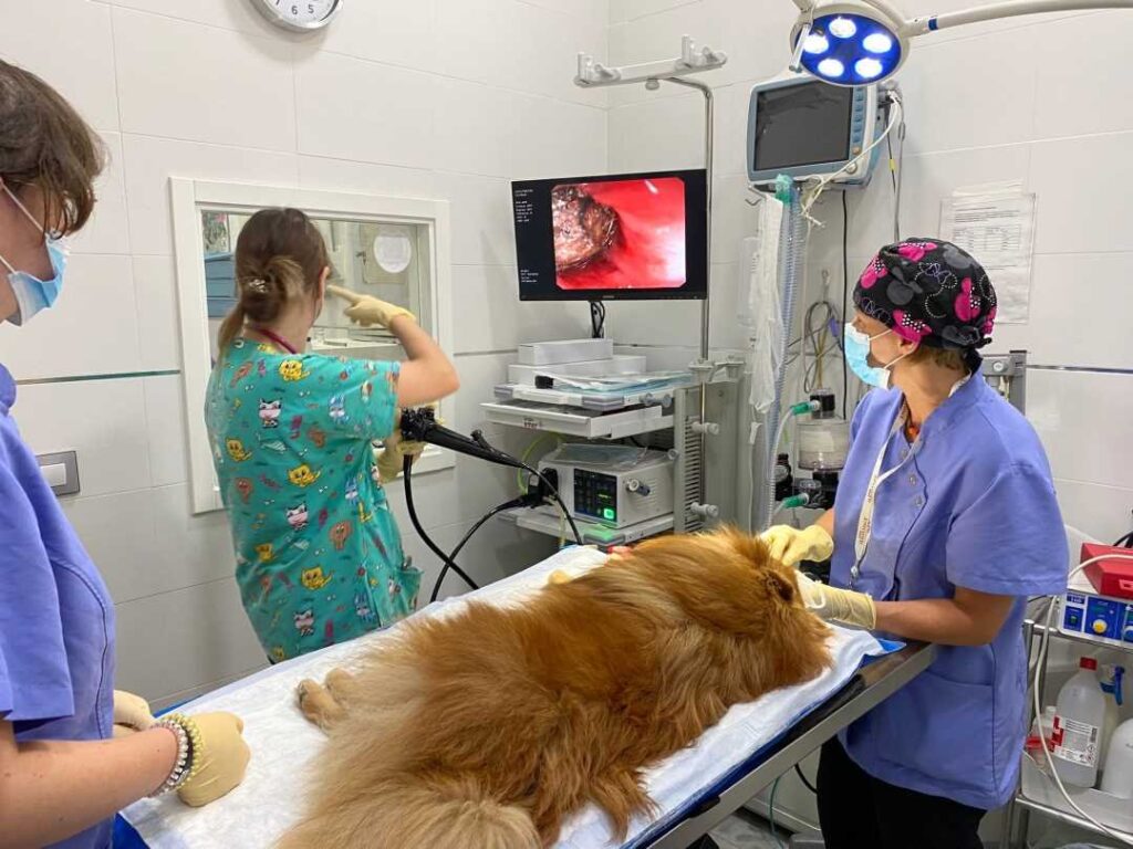 clínica veterinaria en Cádiz