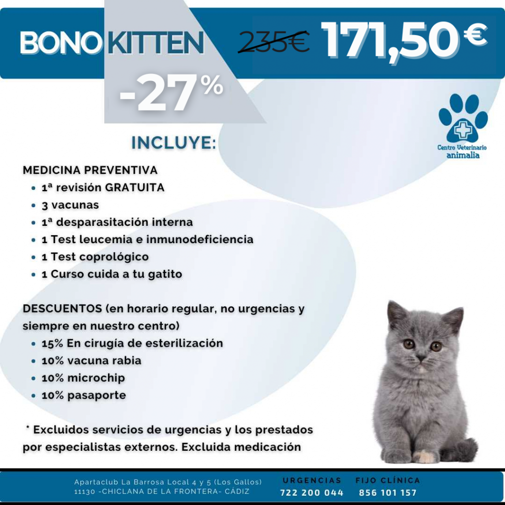 vacunas kitten cadiz 2